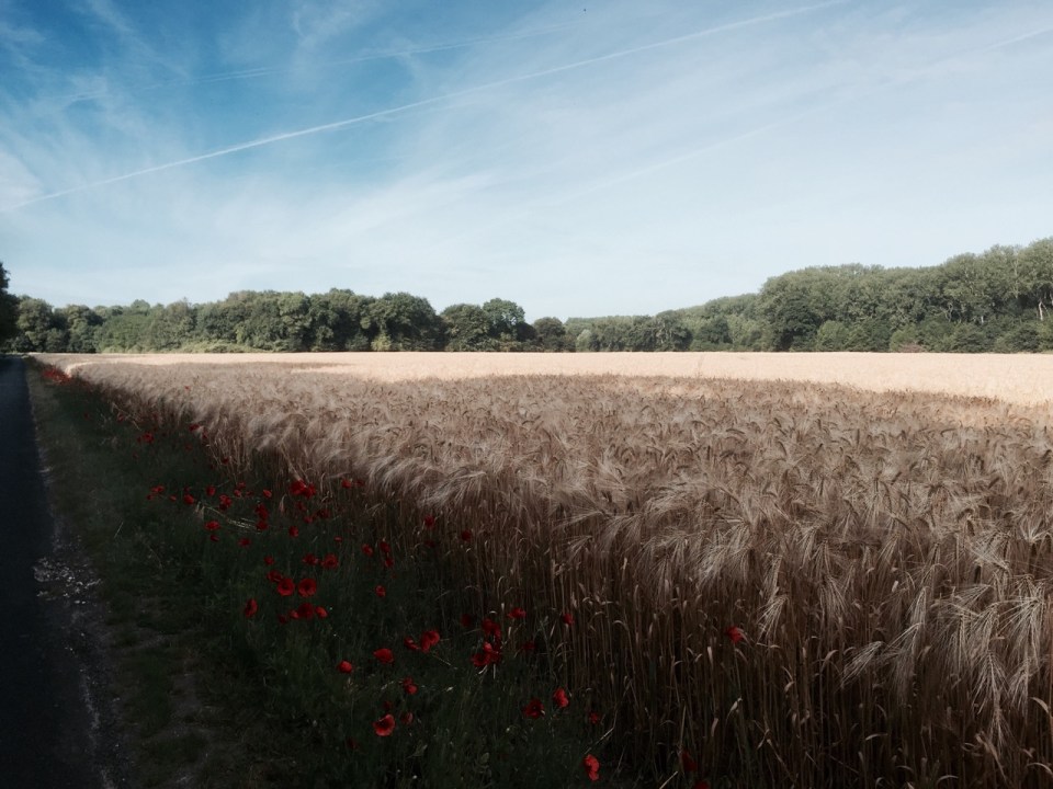 Cycling through more farmland - corn and poppies