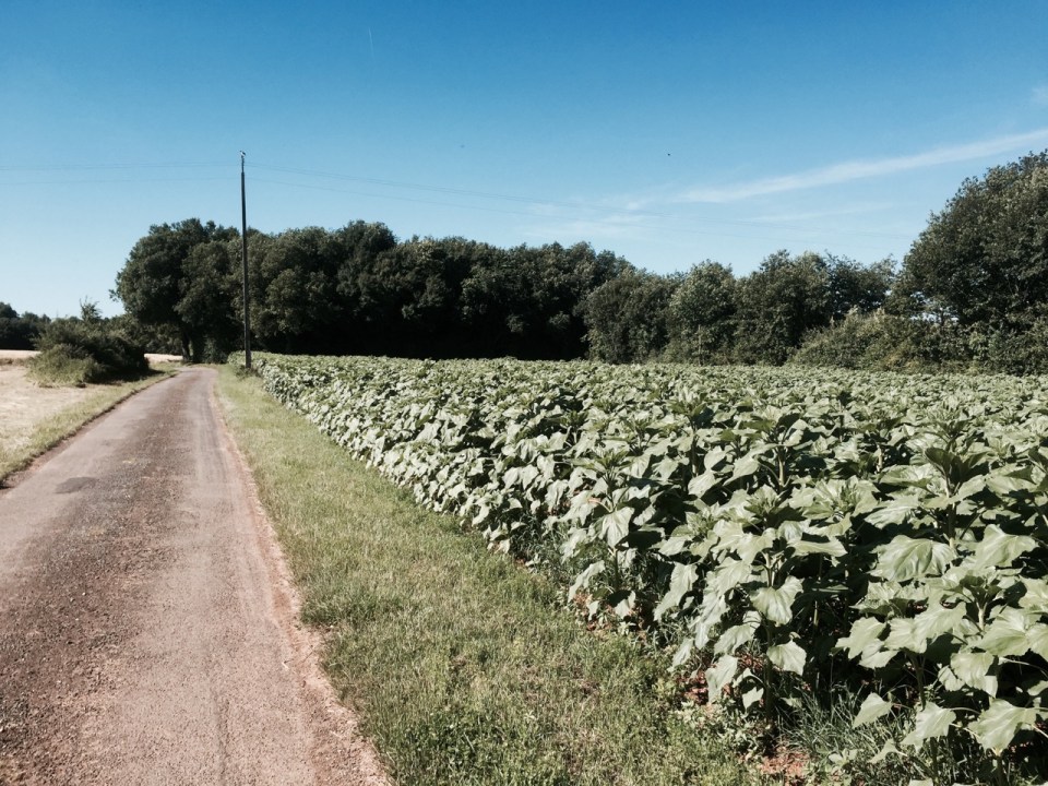 Sunflowers in abundance