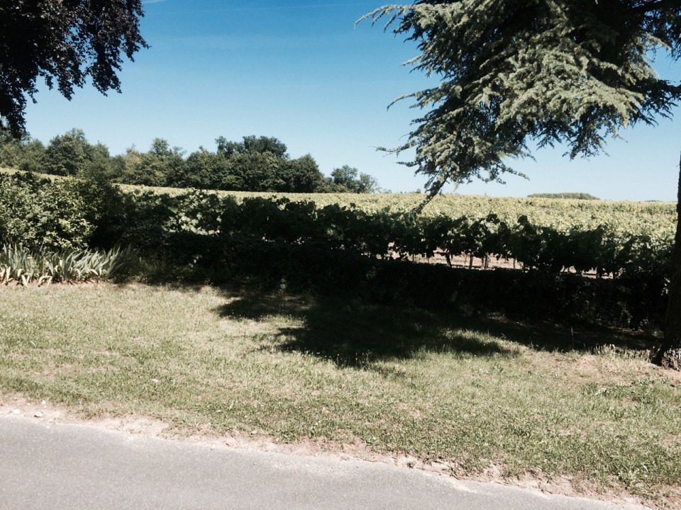 Grapevines in Sireuil