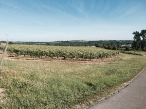 Vineyards near Chateauneuf-sur-Charente
