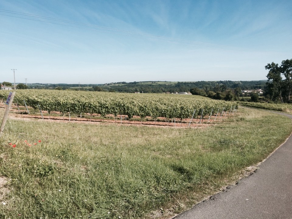 Vineyards near Chateauneuf-sur-Charente
