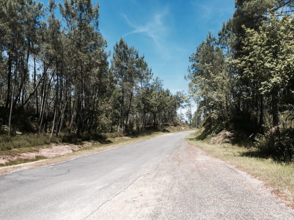 Road passes through forest