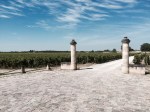 Medoc vineyards