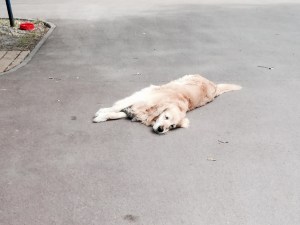 Charlie - the friendly campsite dog