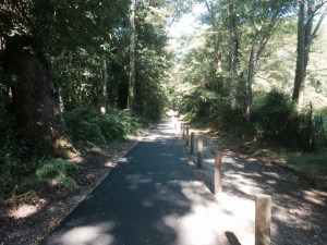 Through the forest to Arcachon