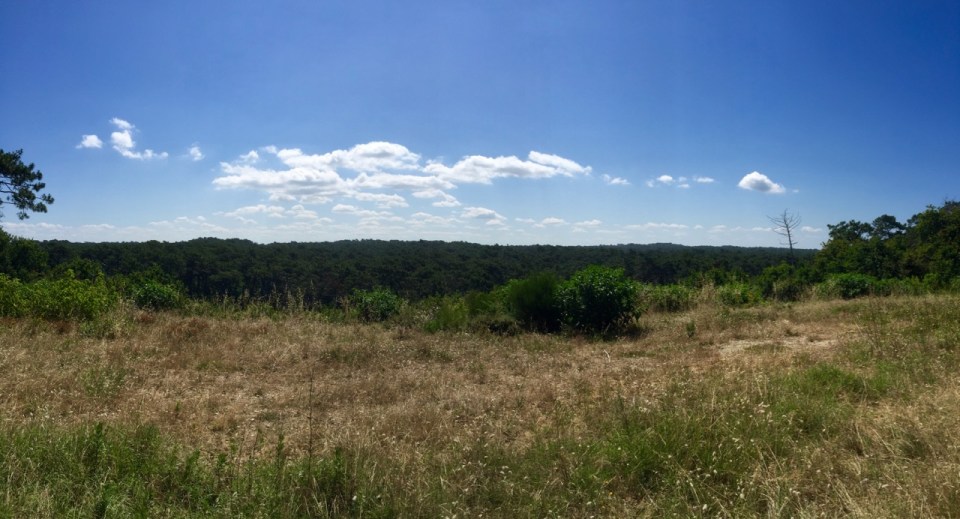 View of the forest from outside Arcachon