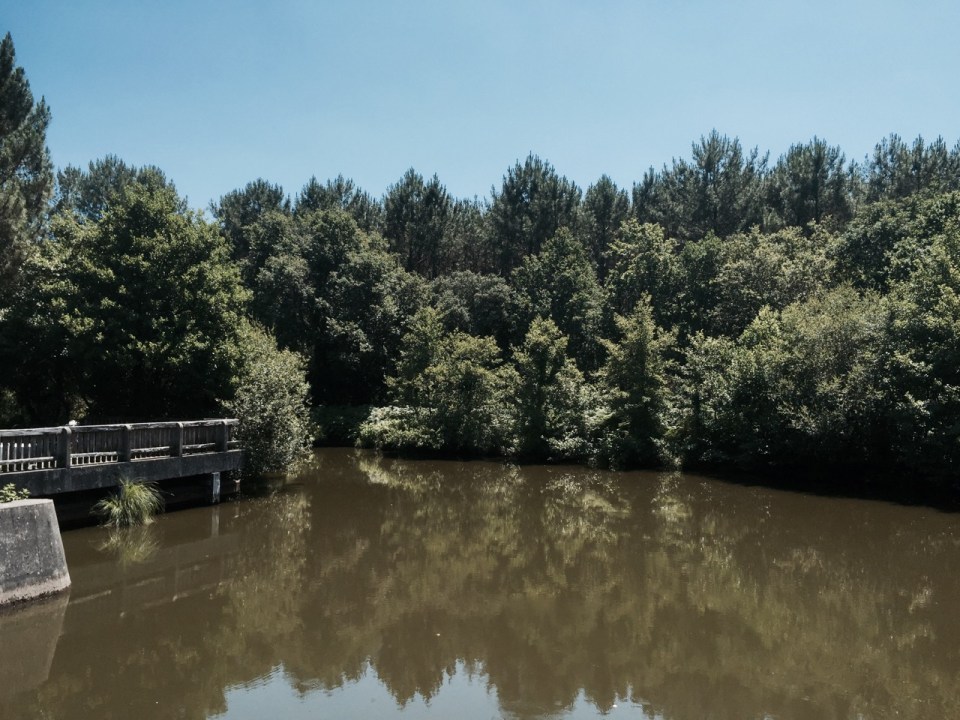 Lunch break pond - lots of fish
