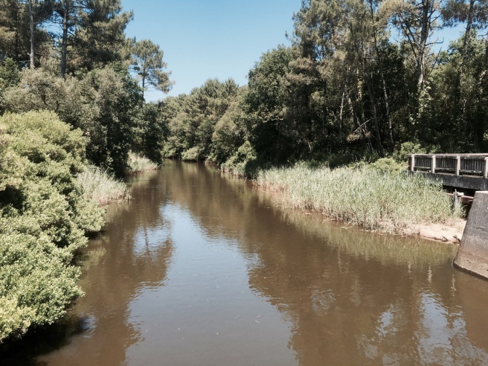 Lunch break canal - lots of lizards around the lock
