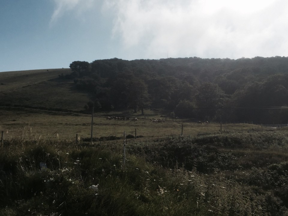 Horses with bells ringing