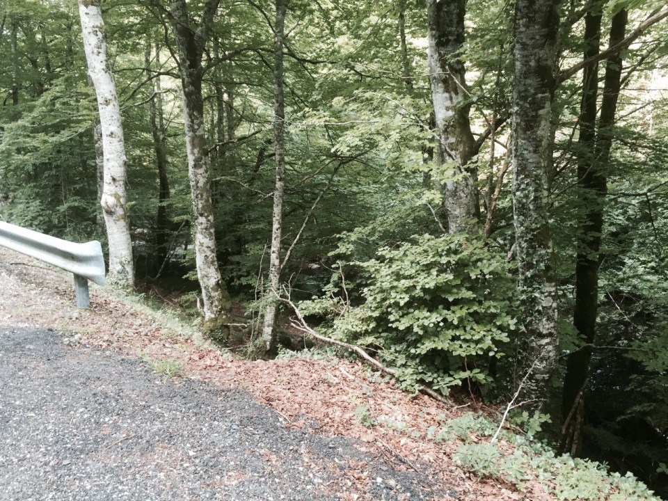 River teeming with trout