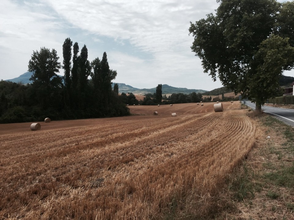 Picture postcard view of corn field