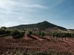 Grapevines and castle on hill 1 - Villamayor de Monjardín