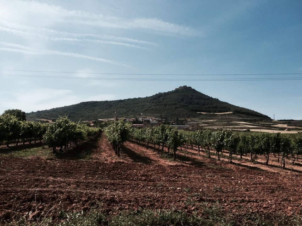 Grapevines and castle on hill 1 - Villamayor de Monjardín