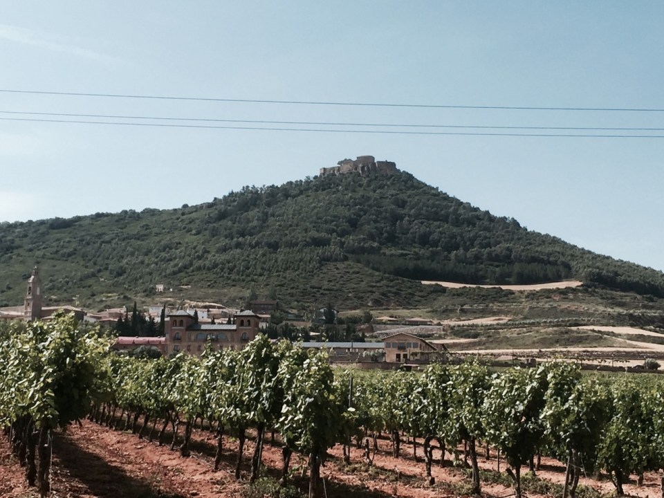 Grapevines and castle on hill 2