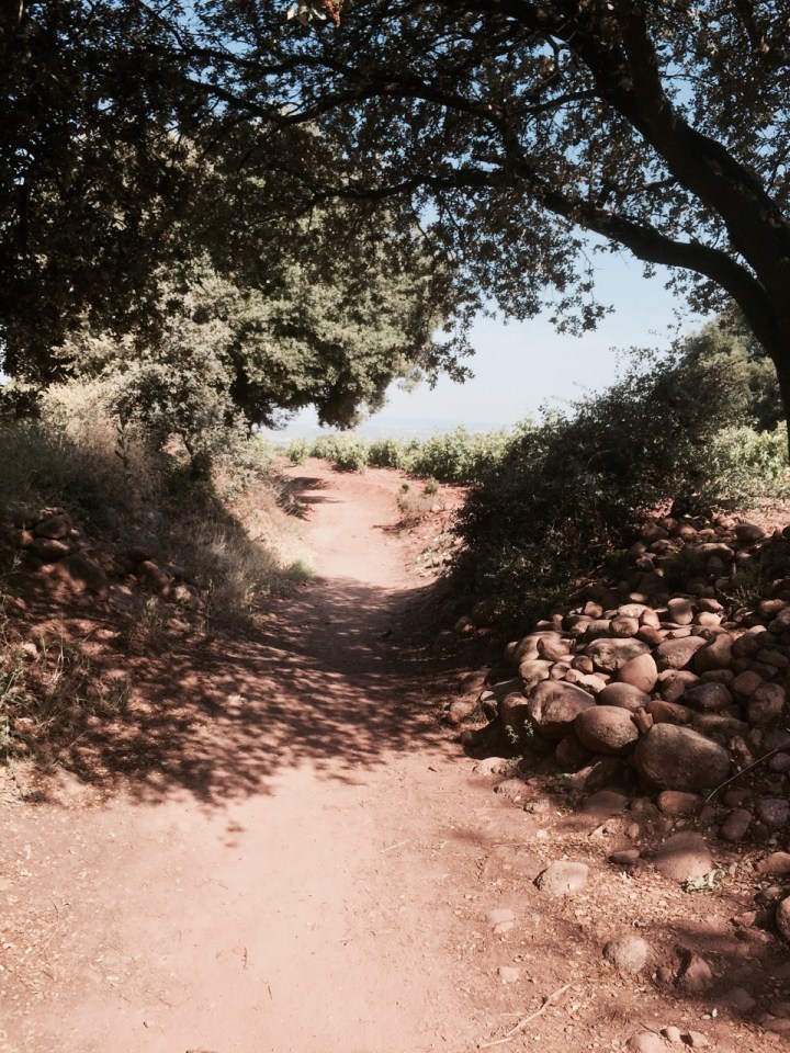 Shady spot amongst Rioja grapevines