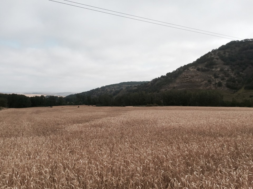 More corn fields on the Camino
