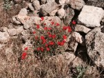 Lots of poppies growing alongside trail