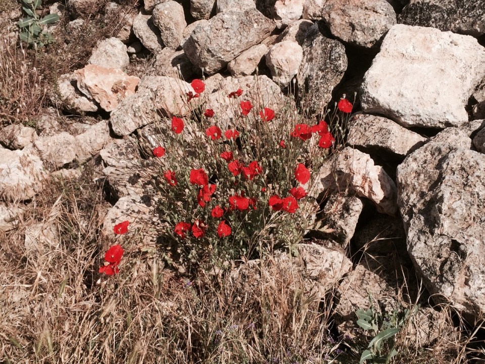 Lots of poppies growing alongside trail