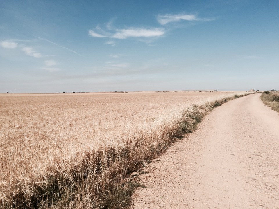 Riding through fields upon fields of corn