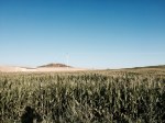 Ride to Salamanca - more fields of sweetcorn