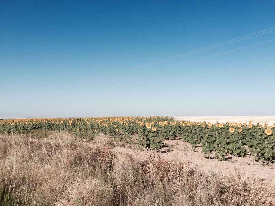 Field of sunflowers to brighten things up