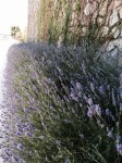Lavender - smelt nice