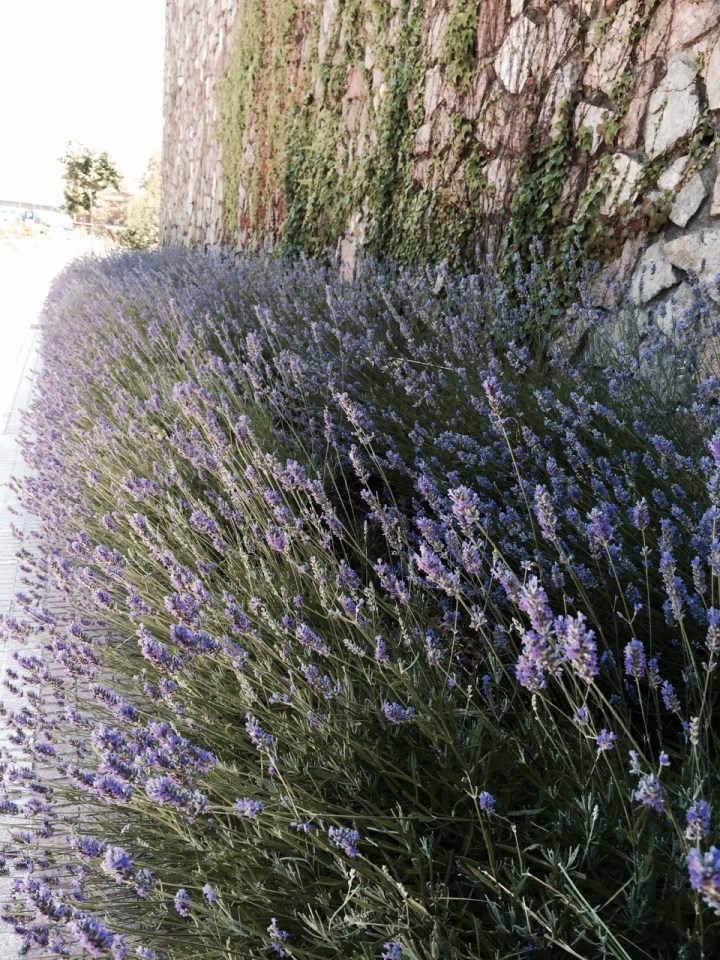 Lavender - smelt nice