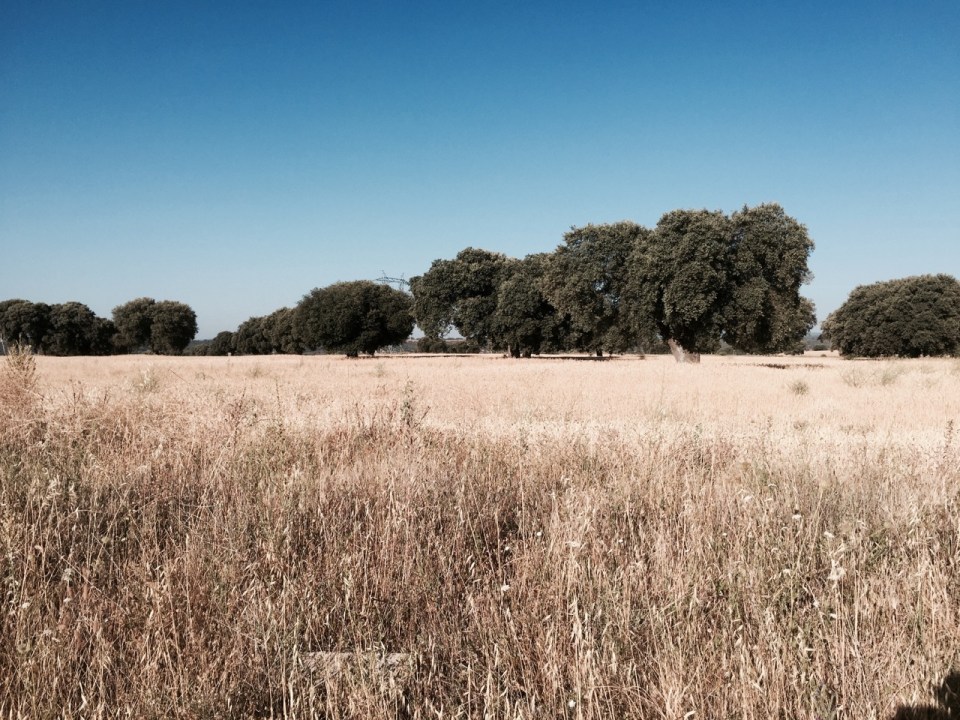 More fields of corn today