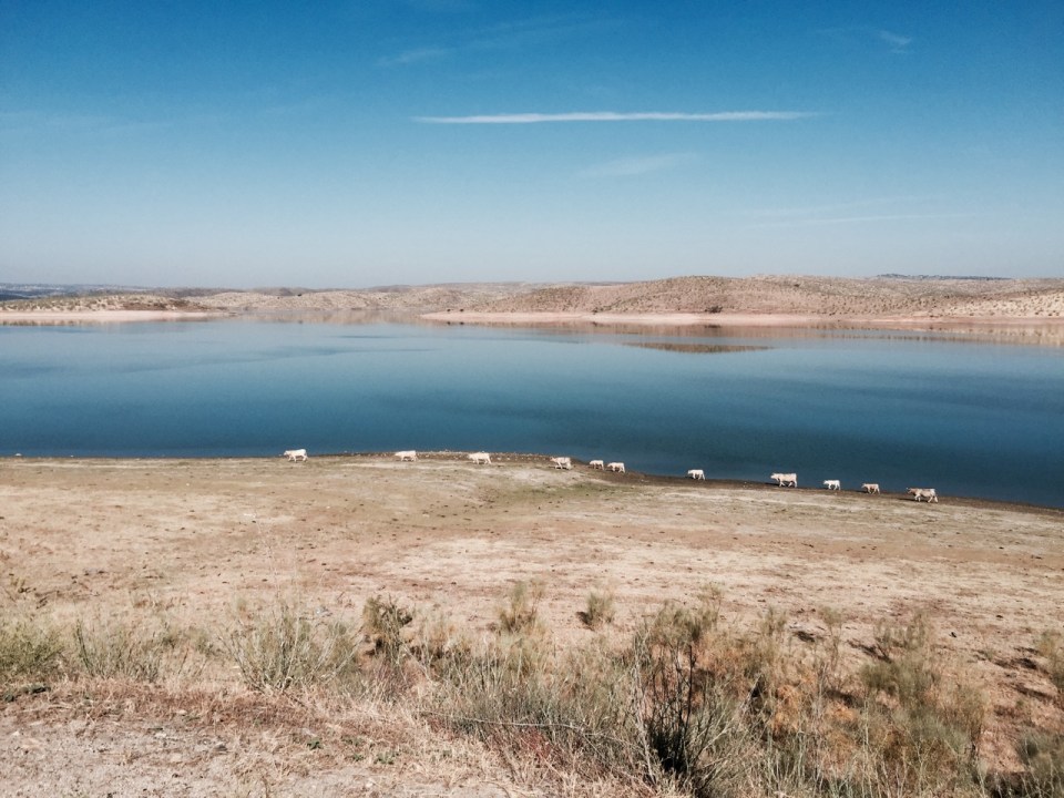 Cows next to Lake 2, Garrovillas de Alconétar, Extremadura