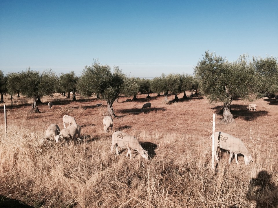 Sheep in an Olive plantation