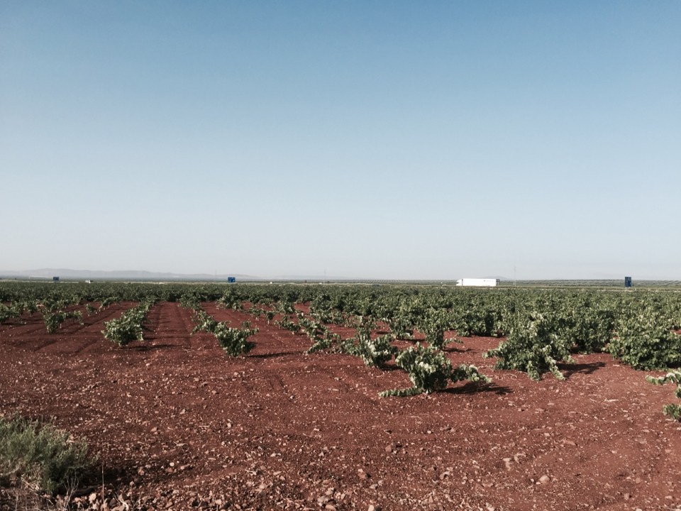 First grapevines I've seen in while