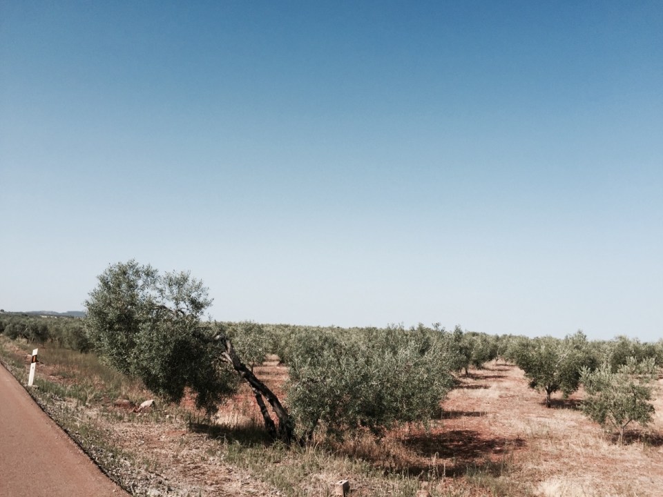 Mile upon mile of Olive plantations