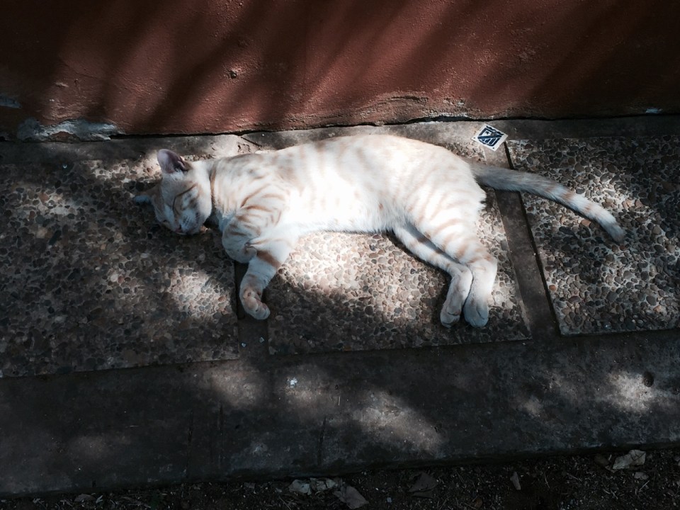 Villsom camping, Dos Hermanos - cat has the right idea