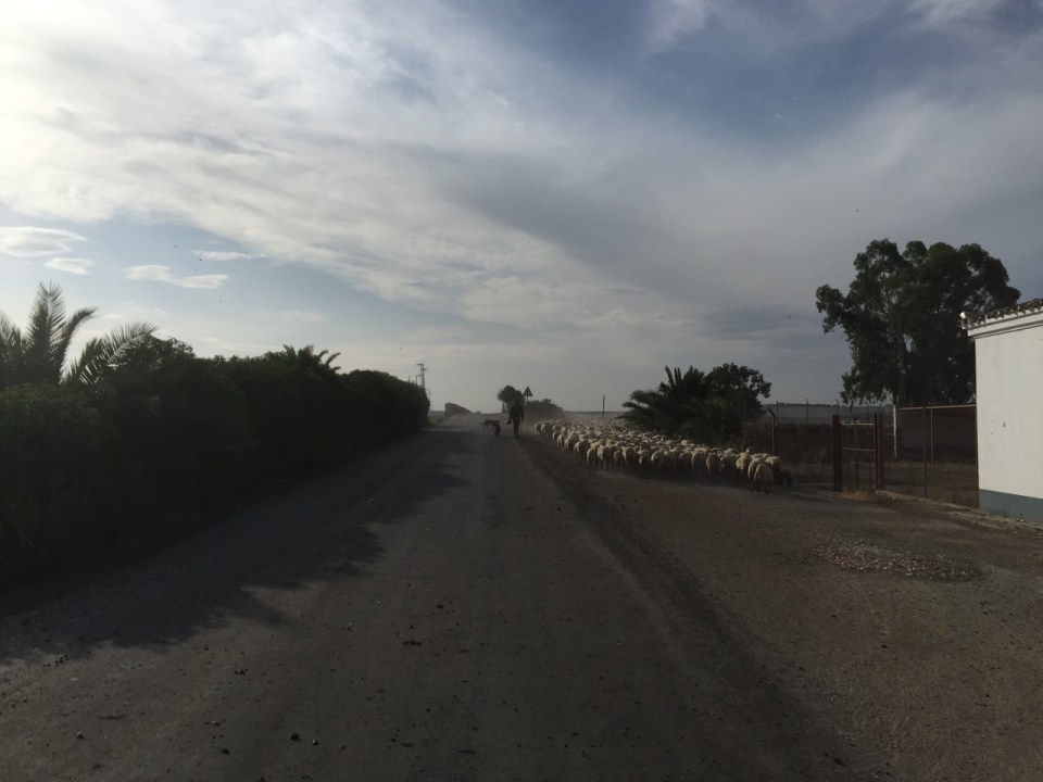 Pause due to sheep on the road