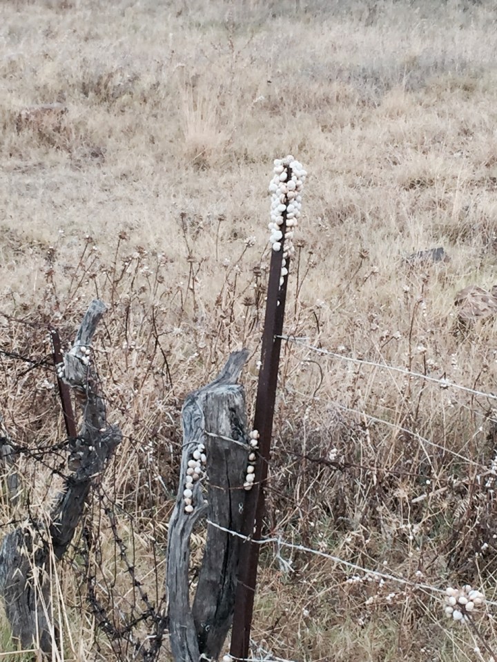 Thousands of snails on fence posts - here are a fraction of them