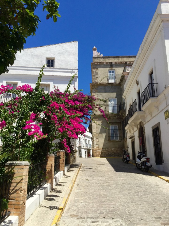 Beautiful blooms, in Tarifa old town