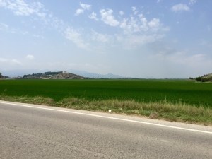 Rice paddies down near the coast, Cullera