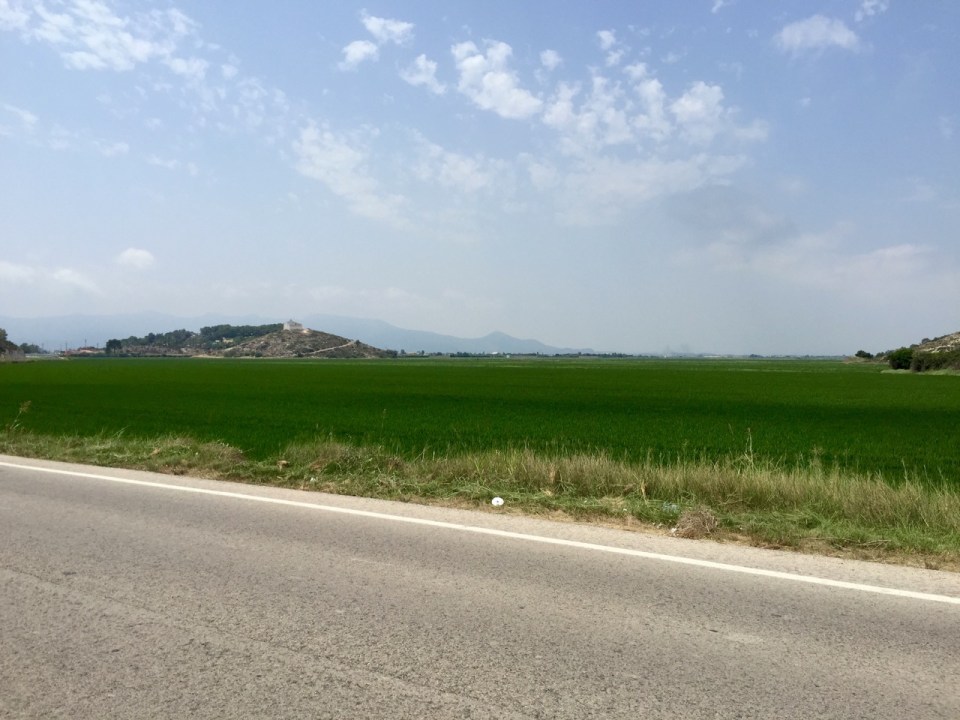 Rice paddies down near the coast, Cullera
