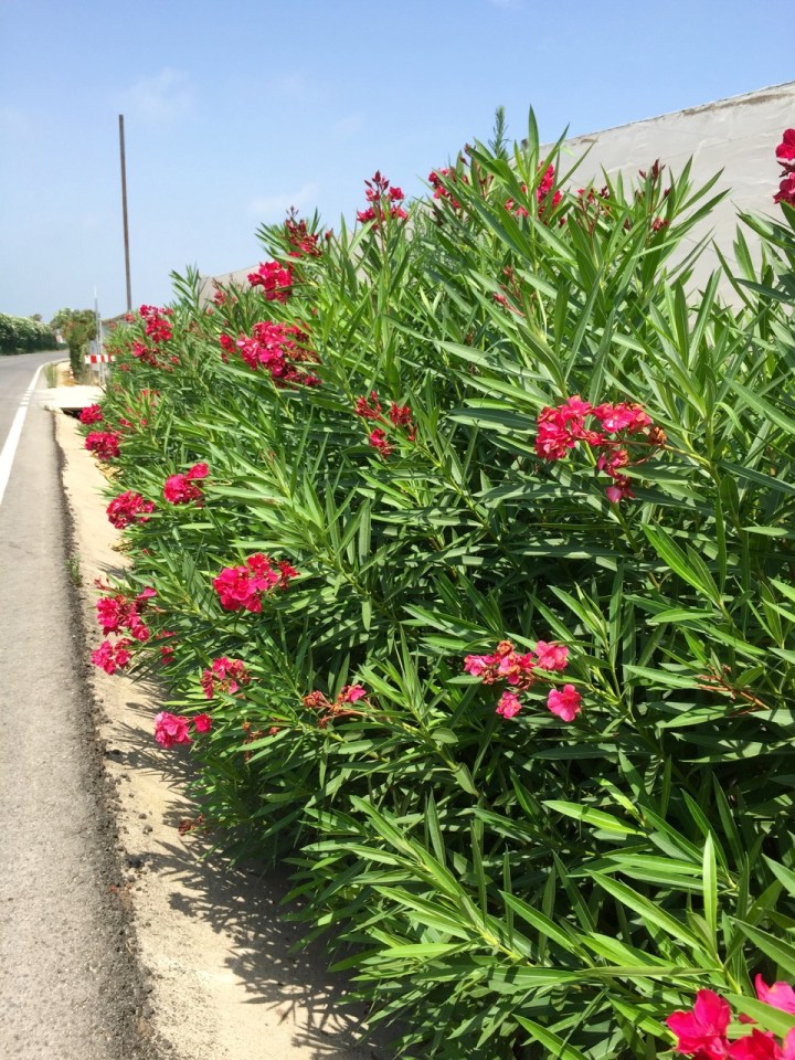 Flowers alongside road 1