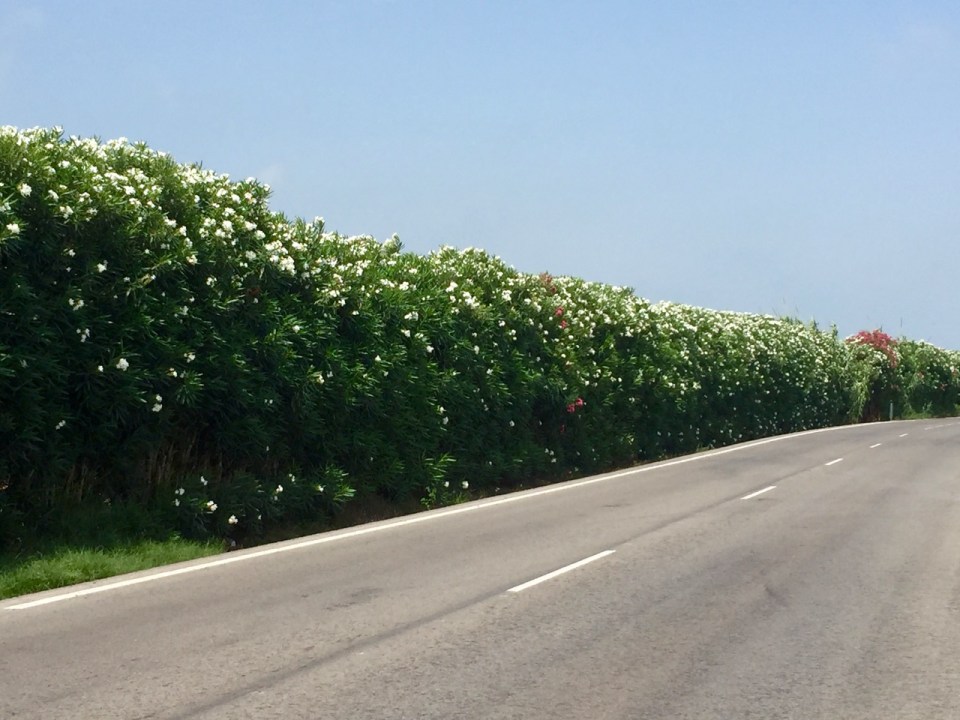 Flowers alongside road 2