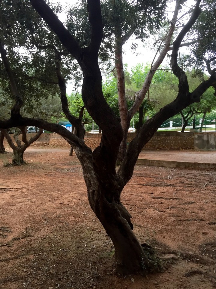 A tree in my camping area; I liked it