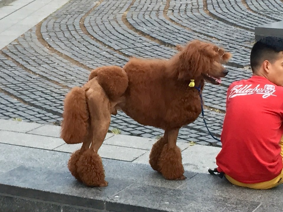 A poodle, Barcelona