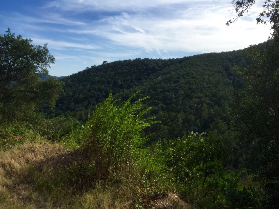 Verdant forest for a change