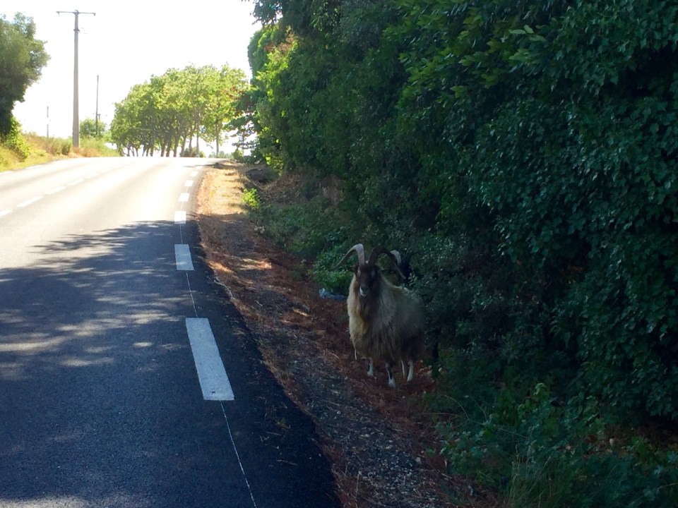 Beware ambushes by goats...