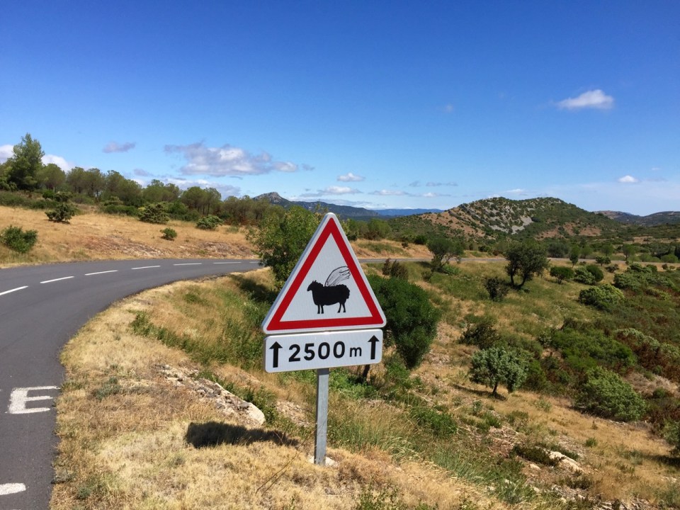 A worrying development...flying sheep