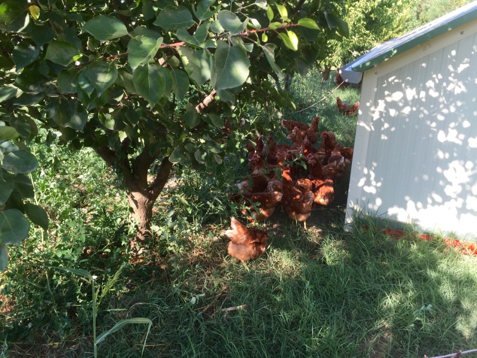 Chickens; Le Champ de la Riviere