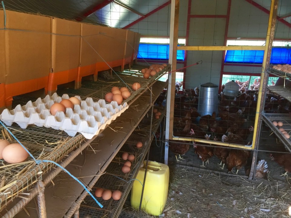 Egg collecting time; Le Champ de la Riviere