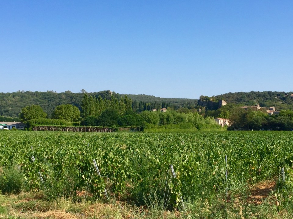 Looking towards Salavas, lots of grapevines