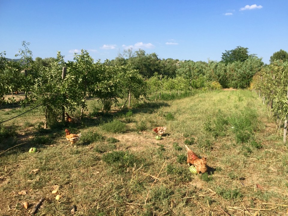 Chickens like melons apparently