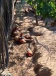 Chickens also like dust baths